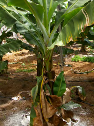 encalado de suelos agricolas en ecuador calmosacorp