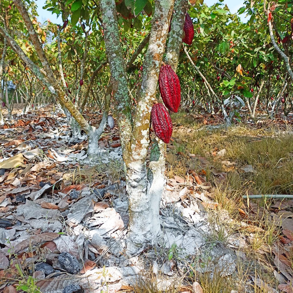 carbonato de calcio en cacao agricola guayaquil ecuador