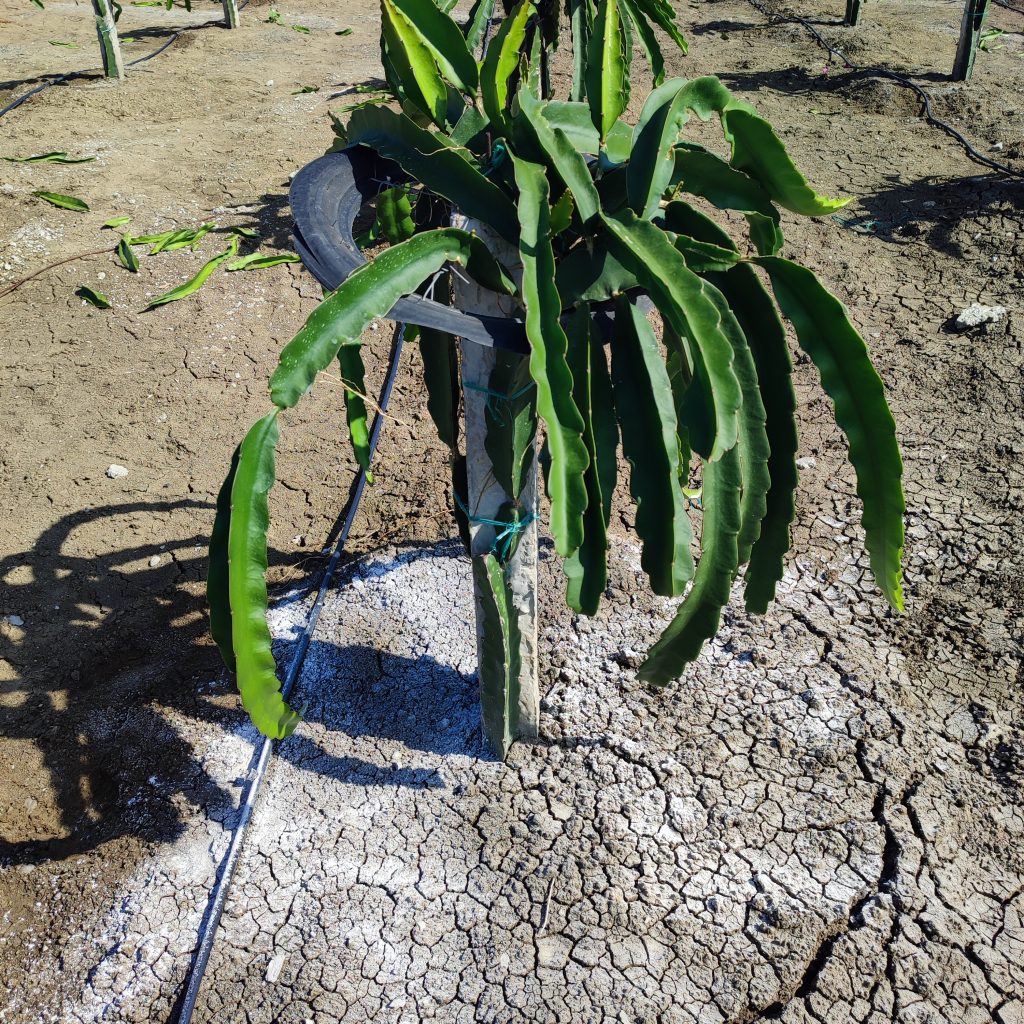 hidroxido de calcio encalado cultivo pitahaya ecuador guayaquil