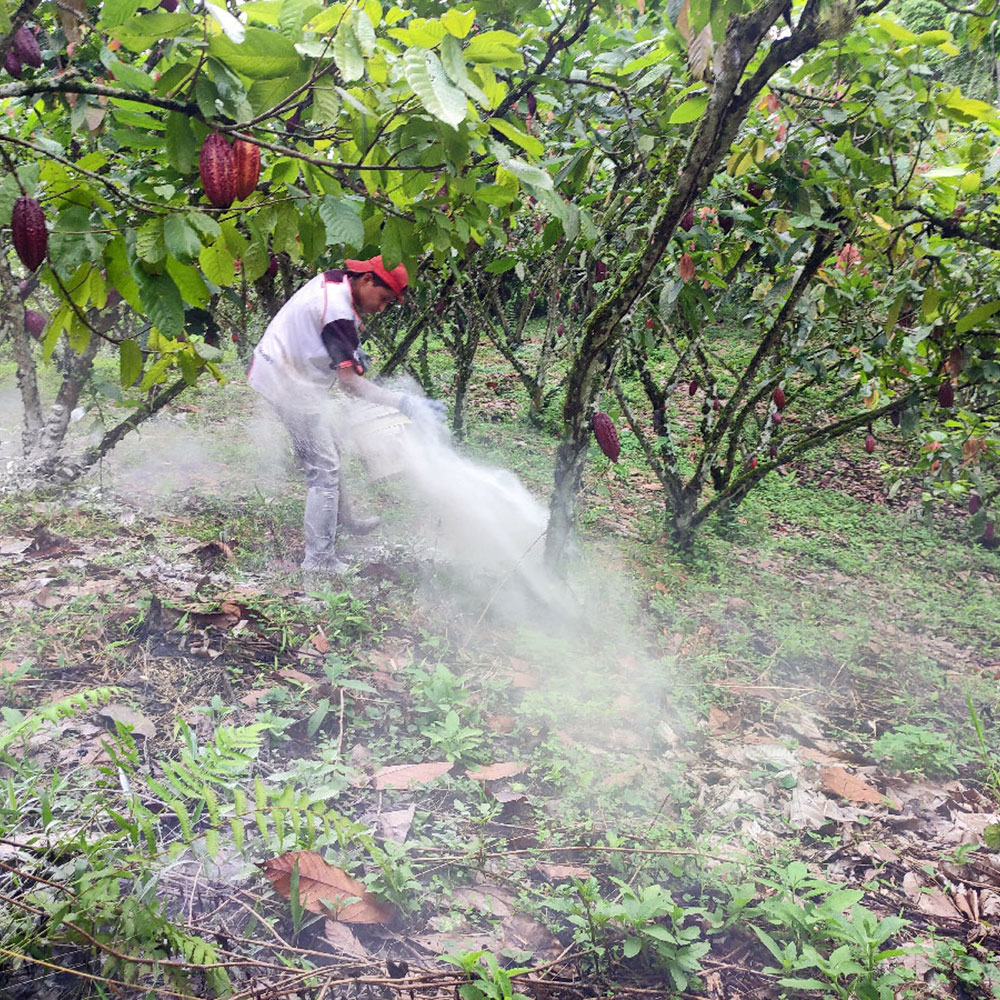 Calmosacorp_division_agricola_cacao