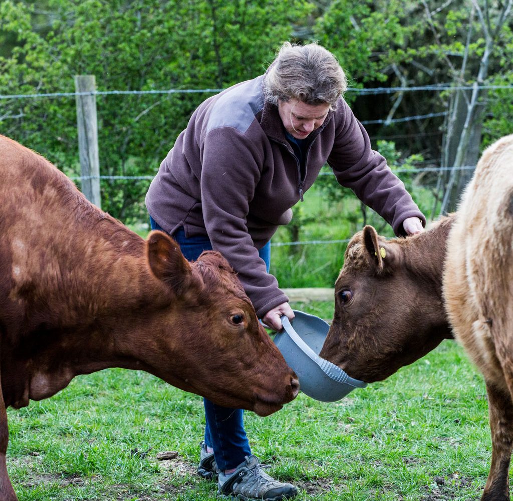 woman-feeding-two-brown-cows-on-a-farm-2023-11-27-05-09-51-utc